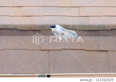 飛翔する美しいオナガ（カラス科）  神奈川県川崎市 2024年撮影 122382029