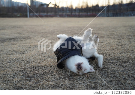 A white dog wearing a black jacket in winter is rolling around in a field and having fun A white dog wearing a black jacket in winter is rolling around in a field and having fun 122382086
