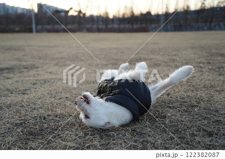 A white dog wearing a black jacket in winter is rolling around in a field and having fun A white dog wearing a black jacket in winter is rolling around in a field and having fun 122382087