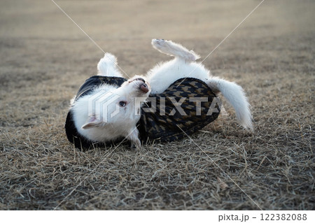 A white dog wearing a black jacket in winter is rolling around in a field and having fun A white dog wearing a black jacket in winter is rolling around in a field and having fun 122382088