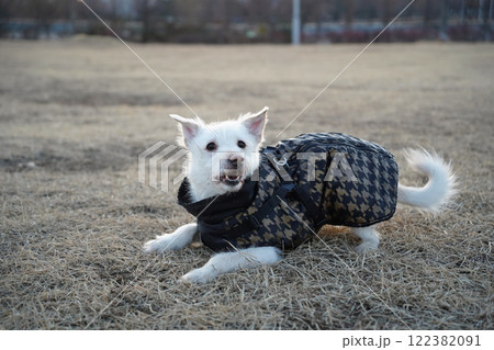 A white dog wearing a black jacket in winter is rolling around in a field and having fun A white dog wearing a black jacket in winter is rolling around in a field and having fun 122382091