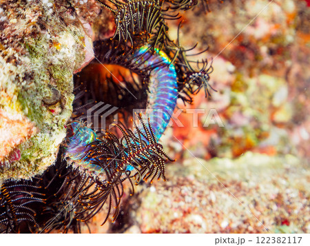 不気味で有毒だが、大きく美しいオニイソメ（イソメ科）。静岡県伊豆半島賀茂郡南伊豆町中木ヒリゾ浜 122382117