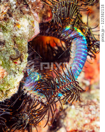 不気味で有毒だが、大きく美しいオニイソメ(イソメ科)。静岡県伊豆半島賀茂郡南伊豆町中木ヒリゾ浜 不気味で有毒だが、大きく美しいオニイソメ(イソメ科)。静岡県伊豆半島賀茂郡南伊豆町中木ヒリゾ浜 122382118