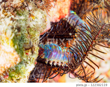 不気味で有毒だが、大きく美しいオニイソメ（イソメ科）。静岡県伊豆半島賀茂郡南伊豆町中木ヒリゾ浜 122382119