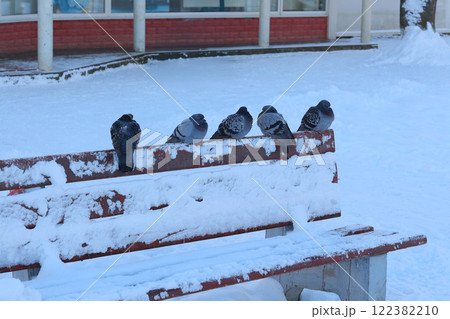 Pigeons Resting Comfortably on a Snowy Bench in Winters Chilly Daytime Environment Pigeons Resting Comfortably on a Snowy Bench in Winters Chilly Daytime Environment 122382210