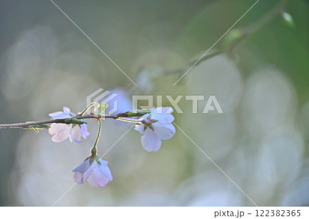 春の陽射しの中で咲く 122382365