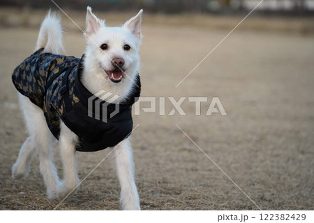 A white dog wearing a black jacket is walking in a field in winter A white dog wearing a black jacket is walking in a field in winter 122382429