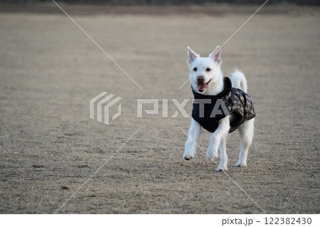 A white dog wearing a black jacket is walking in a field in winter A white dog wearing a black jacket is walking in a field in winter 122382430