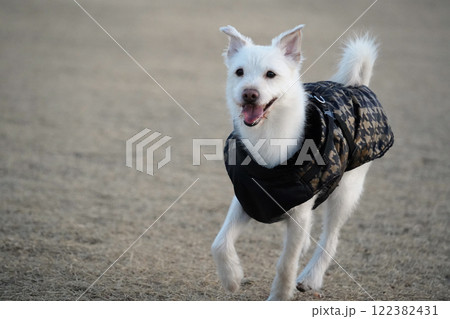 A white dog wearing a black jacket is walking in a field in winter 122382431