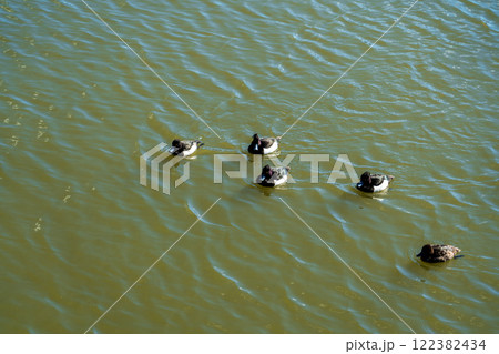 鴨の群れ 122382434