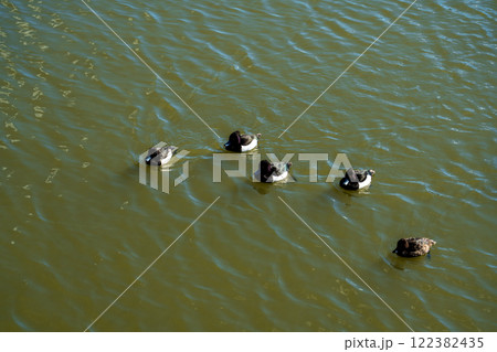 鴨 鴨 122382435