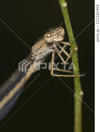 A close-up view of a dragonfly sitting on a grass stalk in summer 122382469