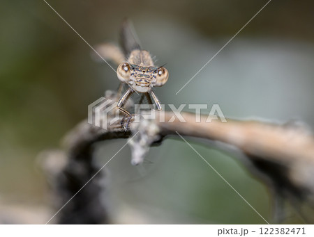 A close-up view of a dragonfly sitting on a grass stalk in summer A close-up view of a dragonfly sitting on a grass stalk in summer 122382471