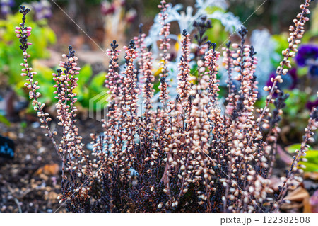 カルーナ 冬の花壇 カルーナ 冬の花壇 122382508