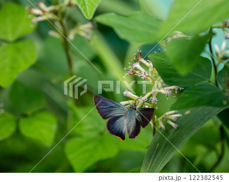 アオバセセリ 122382545