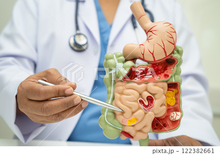 Digestive system with stomach and intestine, Asian doctor holding human anatomy model for study diagnosis and treatment in hospital. 122382661