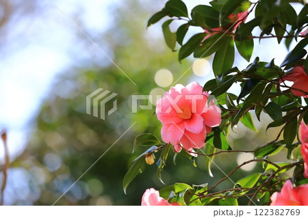赤いサザンカの花 122382769