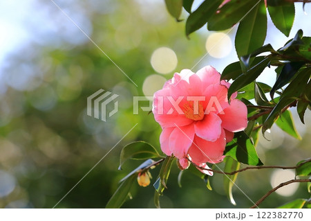 赤いサザンカの花 赤いサザンカの花 122382770