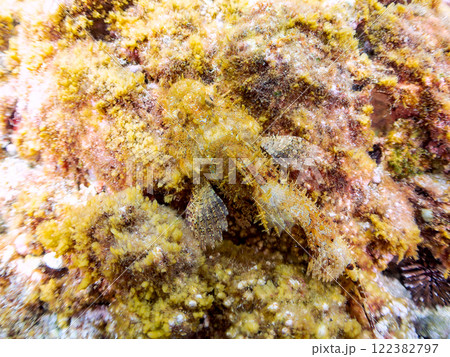 岩の間で完璧な擬態をする、美しいオニカサゴ（フサカサゴ科）。静岡県伊豆半島賀茂郡南伊豆町中木ヒリゾ浜 122382797