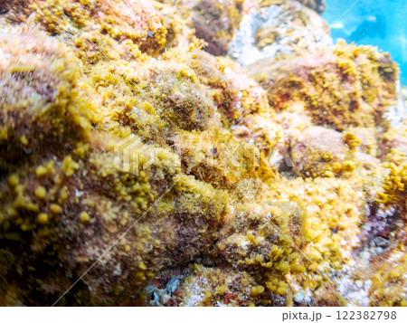 岩の間で完璧な擬態をする、美しいオニカサゴ（フサカサゴ科）。静岡県伊豆半島賀茂郡南伊豆町中木ヒリゾ浜 122382798