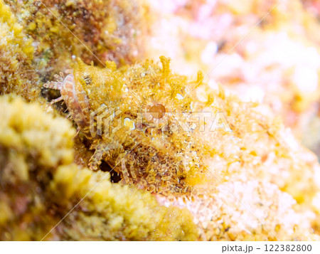 岩の間で完璧な擬態をする、美しいオニカサゴ(フサカサゴ科)。静岡県伊豆半島賀茂郡南伊豆町中木ヒリゾ浜 岩の間で完璧な擬態をする、美しいオニカサゴ(フサカサゴ科)。静岡県伊豆半島賀茂郡南伊豆町中木ヒリゾ浜 122382800