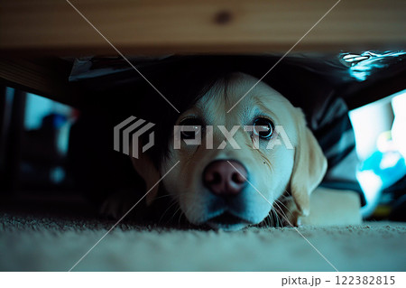 地震に怯え机の下に隠れるラブラドールレトリバー 122382815