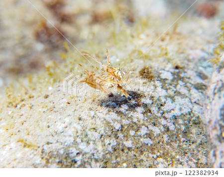 可愛いオビテンスモドキ（ベラ科）の幼魚他。静岡県伊豆半島賀茂郡南伊豆町中木ヒリゾ浜2024年 122382934