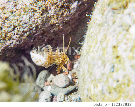 可愛いオビテンスモドキ（ベラ科）の幼魚他。静岡県伊豆半島賀茂郡南伊豆町中木ヒリゾ浜2024年 122382938