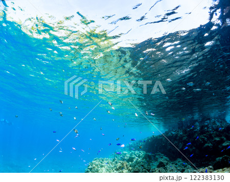 水面を泳ぐ 可愛いオヤビッチャ(スズメダイ科)他の幼魚の群れ 伊豆半島賀茂郡南伊豆町中木ヒリゾ浜 水面を泳ぐ 可愛いオヤビッチャ(スズメダイ科)他の幼魚の群れ 伊豆半島賀茂郡南伊豆町中木ヒリゾ浜 122383130