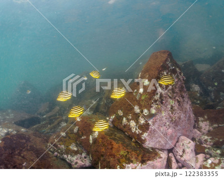 美しいカゴカキダイ（カゴカキダイ科）、オヤビッチャ（スズメダイ科）他の群れ。南伊豆町中木ヒリゾ浜 122383355