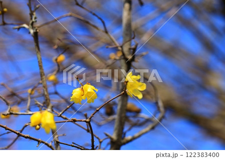黄色いロウバイの花 122383400