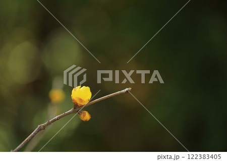 黄色いロウバイの花 122383405