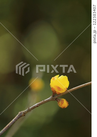 黄色いロウバイの花 122383407