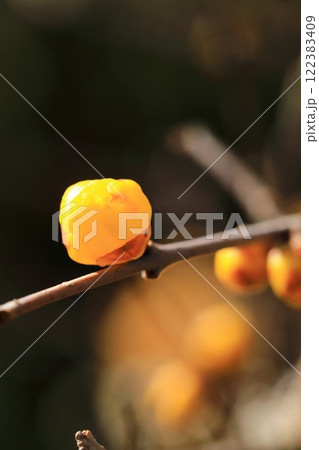 黄色いロウバイの花 122383409