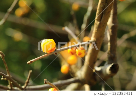 黄色いロウバイの花 122383411