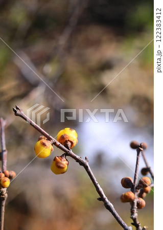 黄色いロウバイの花 122383412