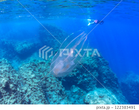水面を漂う不思議なカブトクラゲ。水面にはスキンダイバーもいる。伊豆半島賀茂郡南伊豆町中木ヒリゾ浜 水面を漂う不思議なカブトクラゲ。水面にはスキンダイバーもいる。伊豆半島賀茂郡南伊豆町中木ヒリゾ浜 122383491