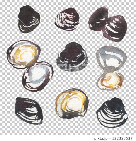 淡水蛤的水彩插圖 122383537