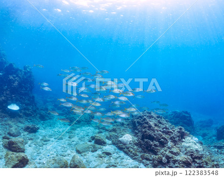 キビナゴの大群を襲う迫力あるカンパチ（アジ科）の群れ。静岡県伊豆半島賀茂郡南伊豆町中木ヒリゾ浜 122383548