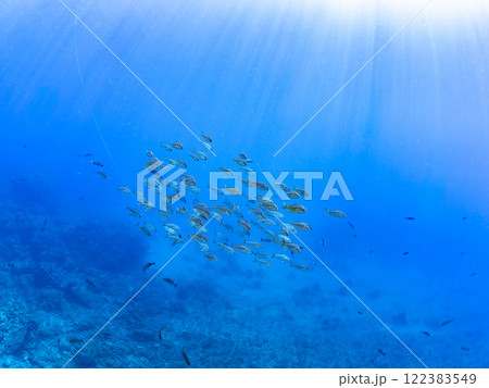 キビナゴの大群を襲う迫力あるカンパチ（アジ科）の群れ。静岡県伊豆半島賀茂郡南伊豆町中木ヒリゾ浜 122383549