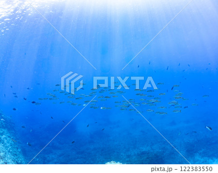 キビナゴの大群を襲う迫力あるカンパチ（アジ科）の群れ。静岡県伊豆半島賀茂郡南伊豆町中木ヒリゾ浜 122383550