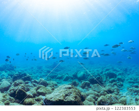 キビナゴの大群を襲う迫力あるカンパチ（アジ科）の群れ。静岡県伊豆半島賀茂郡南伊豆町中木ヒリゾ浜 122383553