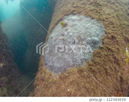 美しいミダレカメノコキクメイシ(サザナミサンゴ科)の群生。静岡県伊豆半島賀茂郡南伊豆町中木ヒリゾ浜 美しいミダレカメノコキクメイシ(サザナミサンゴ科)の群生。静岡県伊豆半島賀茂郡南伊豆町中木ヒリゾ浜 122383639