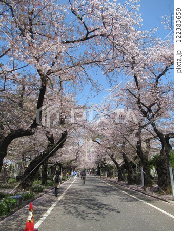 谷中霊園の桜並木 122383659