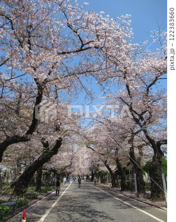 谷中霊園の桜並木 122383660