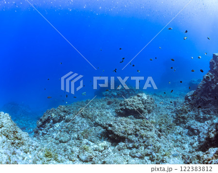 ドロップオフのキンギョハナダイ、キホシスズメダイ、ソラスズメダイ、他群れ 賀茂郡南伊豆町中木ヒリゾ浜 ドロップオフのキンギョハナダイ、キホシスズメダイ、ソラスズメダイ、他群れ 賀茂郡南伊豆町中木ヒリゾ浜 122383812