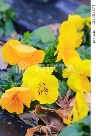 春の訪れを告げるビオラ 春の訪れを告げるビオラ 122383871