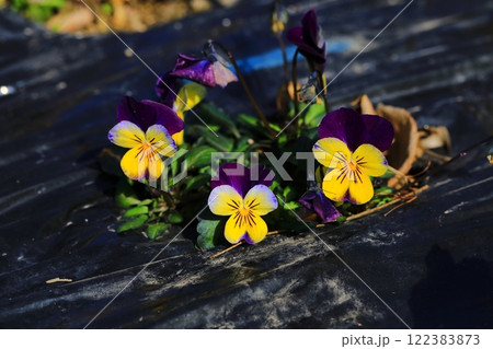 春の訪れを告げるビオラ 春の訪れを告げるビオラ 122383873