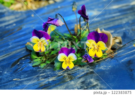 春の訪れを告げるビオラ 春の訪れを告げるビオラ 122383875