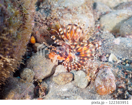 広げた羽根が美しいキリンミノ（フサカサゴ科）。静岡県伊豆半島賀茂郡南伊豆町中木ヒリゾ浜2024年 122383951